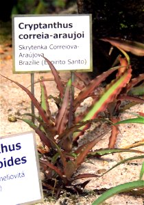 Plant Cryptanthus correia-araujoi in Botanical Garden Liberec, Czech Republic photo