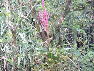 Tillandsia lucida. Species of plant. photo