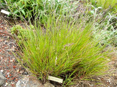 Melica teneriffae specimen in the University of California Botanical Garden, Berkeley, California, USA. photo