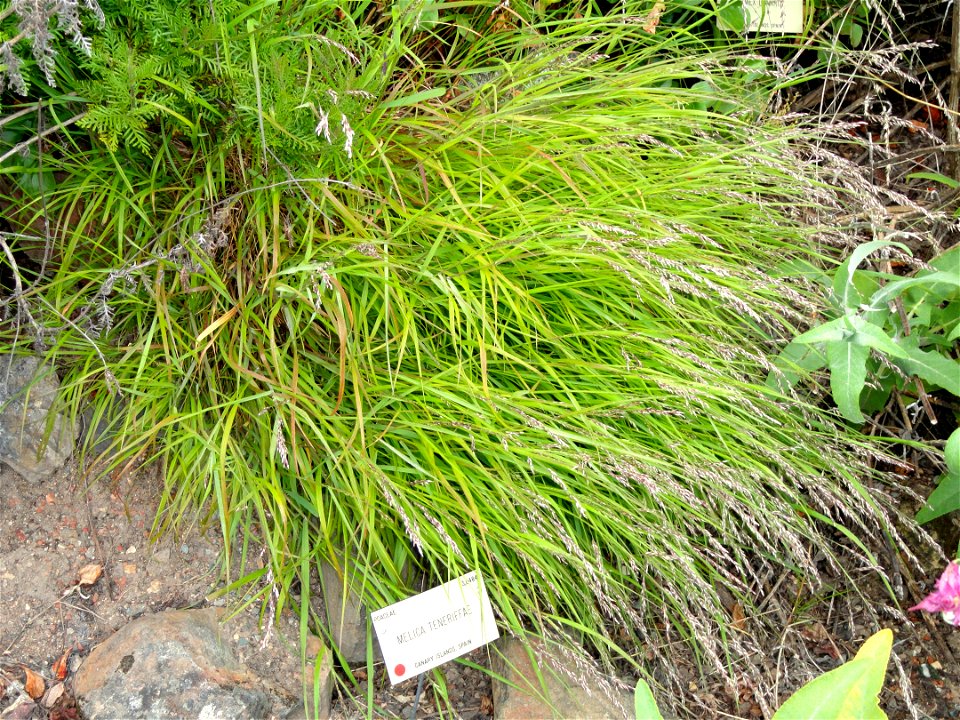 Melica teneriffaes pecimen in the University of California Botanical Garden, Berkeley, California, USA.