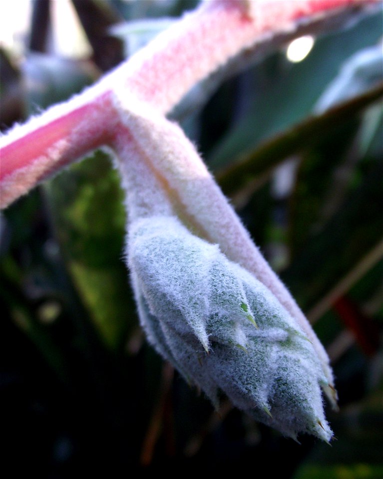 Hohenbergia correia-araujoi at the Volunteer Park Conservatory, Seattle, Washington, USA. Identified by sign.
