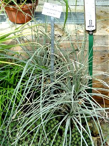 Greigia sphacelata specimen in the Botanischer Garten München-Nymphenburg, Munich, Germany.
