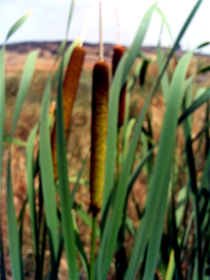 Typha domingensis seeds Campo de Calatrava, Spain