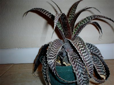 This is a picture of a Bromeliad (sp. Orthophytum gurkenii) from my collection.