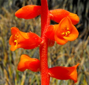 . At the Huntington Library & Botanical Gardens in San Marino, Southern California, U.S. Identified by sign. photo