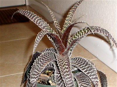 This is a picture of a Bromeliad (sp. Orthophytum gurkenii) in my collection. photo