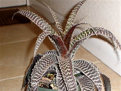 This is a picture of a Bromeliad (sp. Orthophytum gurkenii) in my collection.