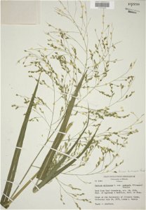 Panicum hirticaule, planche d'herbier, Muséum d'histoire naturelle de l'Utah.