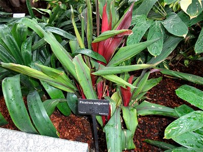 A photograph of Pitcairnia sanguinea. photo