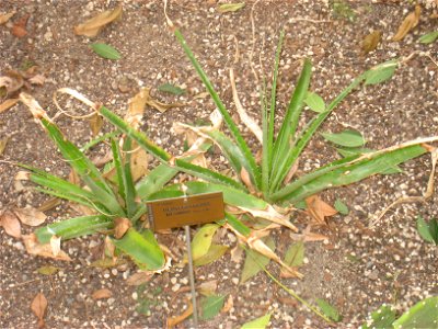 Deuterocohnia meziana specimen in the National Botanic Garden of Belgium, Meise, just north of Brussels, Belgium. photo