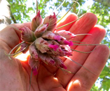 Inflorescência de planta epífita photo