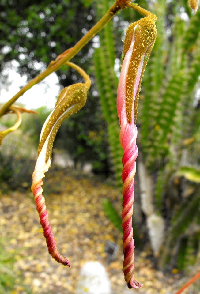 Puya ferruginea at Quail Botanical Gardens in Encinitas, California, USA. Identified by sign.