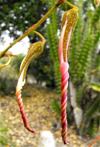 Puya ferruginea at Quail Botanical Gardens in Encinitas, California, USA. Identified by sign. photo