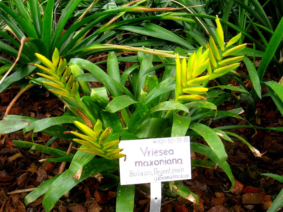 Vriesea maxoniana specimen in the Botanischer Garten, Berlin-Dahlem (Berlin Botanical Garden), Berlin, Germany.