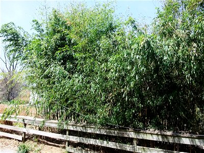 A photograph of Miscanthus floridulus.