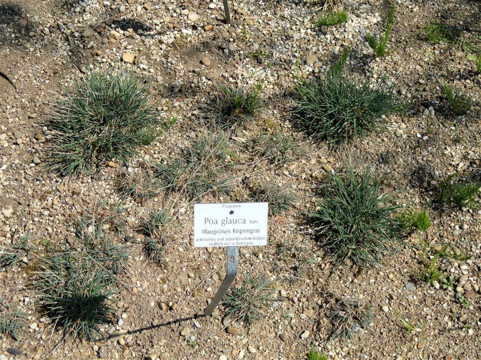 Poa glauca specimen in the Botanischer Garten München-Nymphenburg, Munich, Germany.