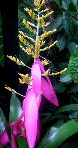 ; Flowers, trees, and other plant stuff A violet flowering plant from Peru photo