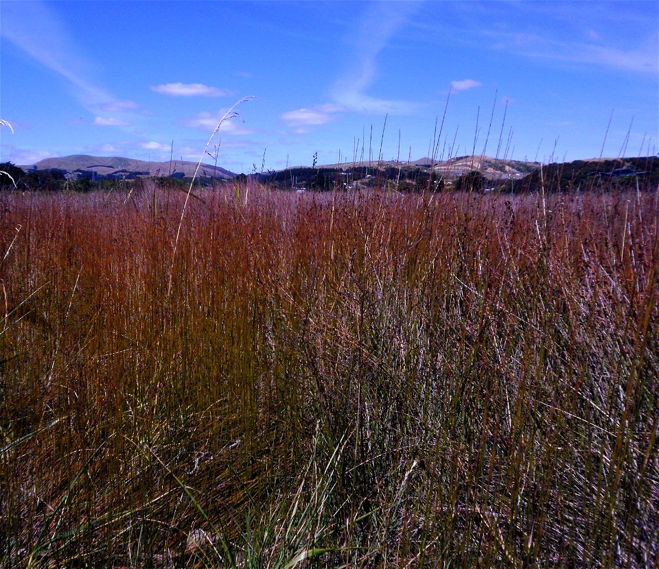 Apodasmia similis, or jointed rush pictured at Pauatahnaui Wildlife Reserve, Porirua, New Zealand.