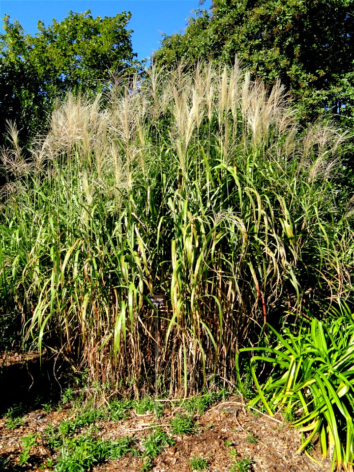Miscanthus floridulus specimen in the J. C. Raulston Arboretum (North Carolina State University), 4415 Beryl Road, Raleigh, North Carolina, USA.