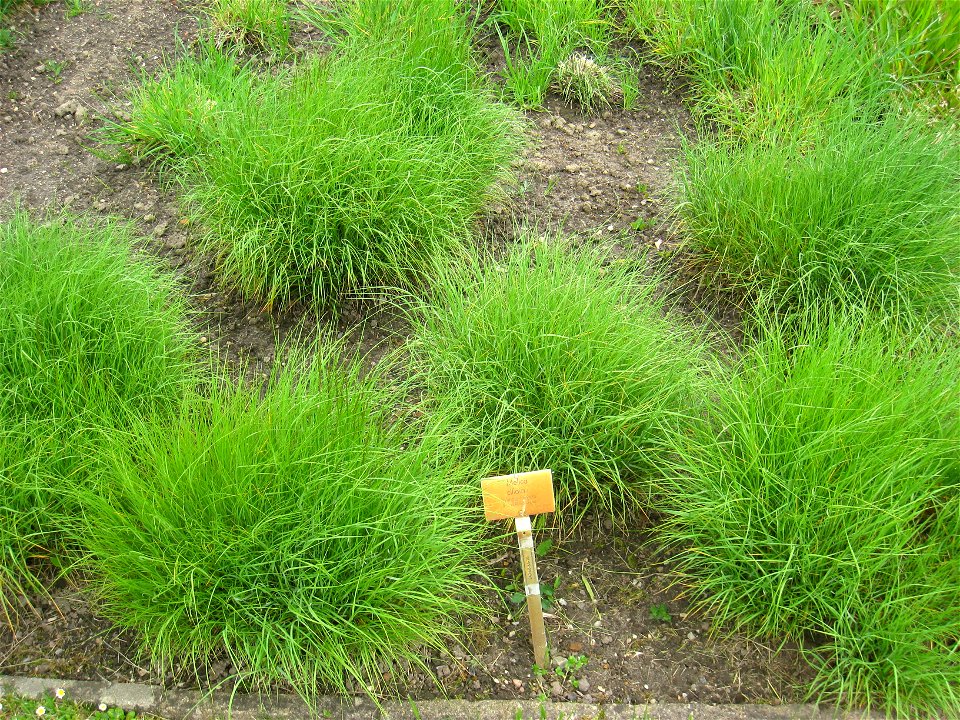 Melica ciliata specimen in the Botanischer Garten, Berlin-Dahlem (Berlin Botanical Garden), Berlin, Germany.