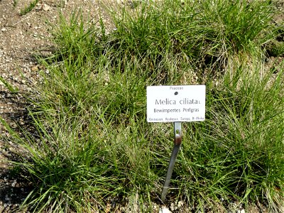 Melica ciliata specimen in the Botanischer Garten München-Nymphenburg, Munich, Germany.