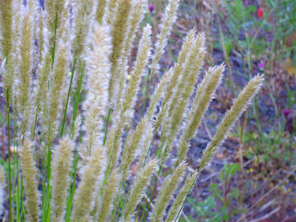 Melica ciliata spikes, Dehesa Boyal de Puertollano, Spain
