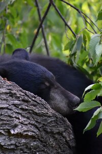 Tree yearling animal photo