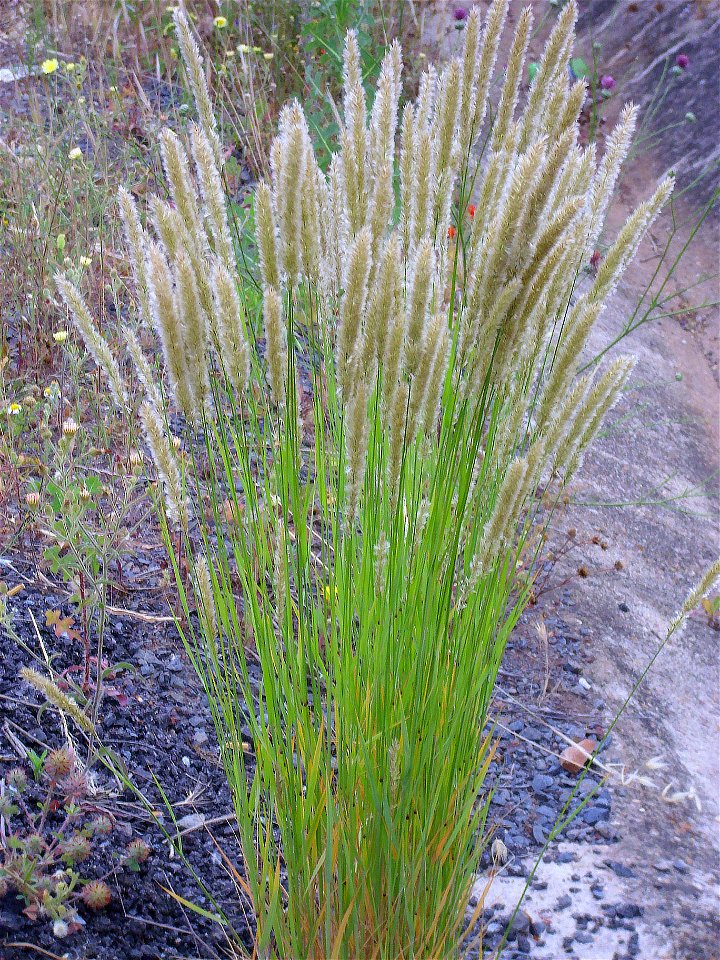 Melica ciliata habit, Dehesa Boyal de Puertollano, Spain