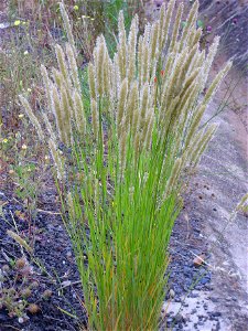 Melica ciliata habit, Dehesa Boyal de Puertollano, Spain