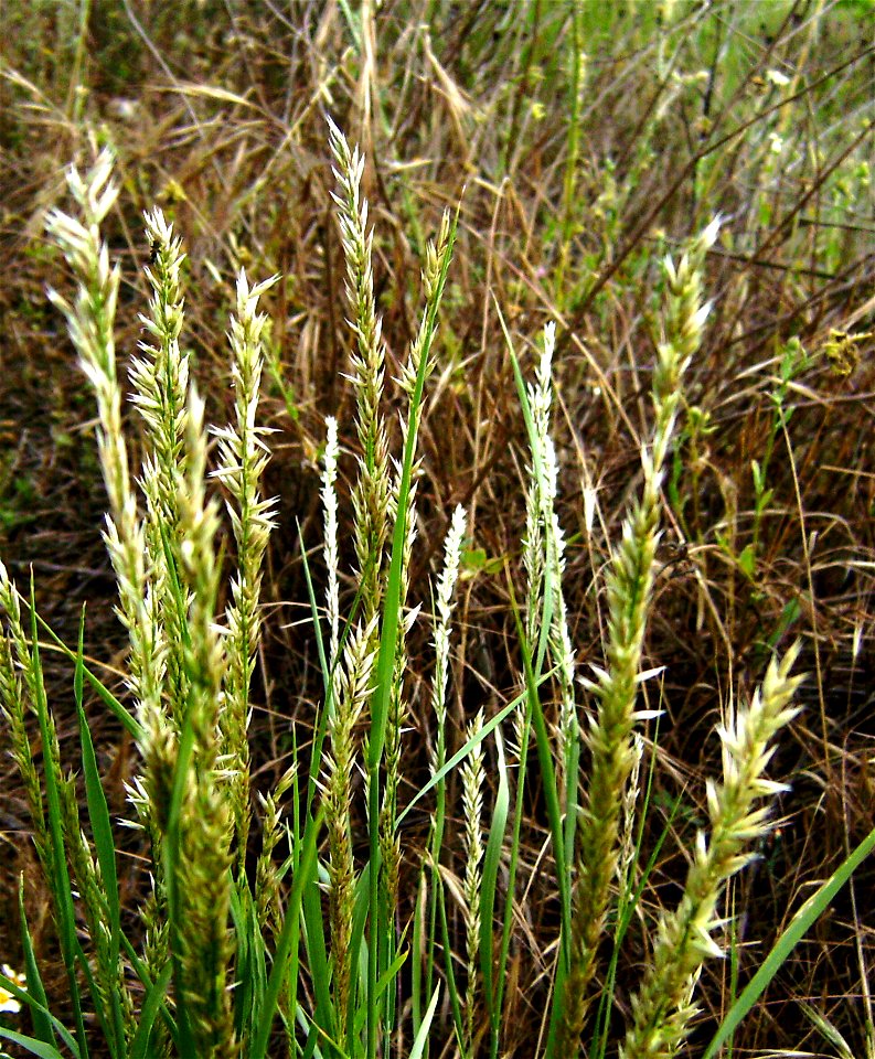 Melica ciliata (Poaceae), Castelltallat, Catalonia