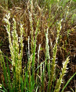 Melica ciliata (Poaceae), Castelltallat, Catalonia
