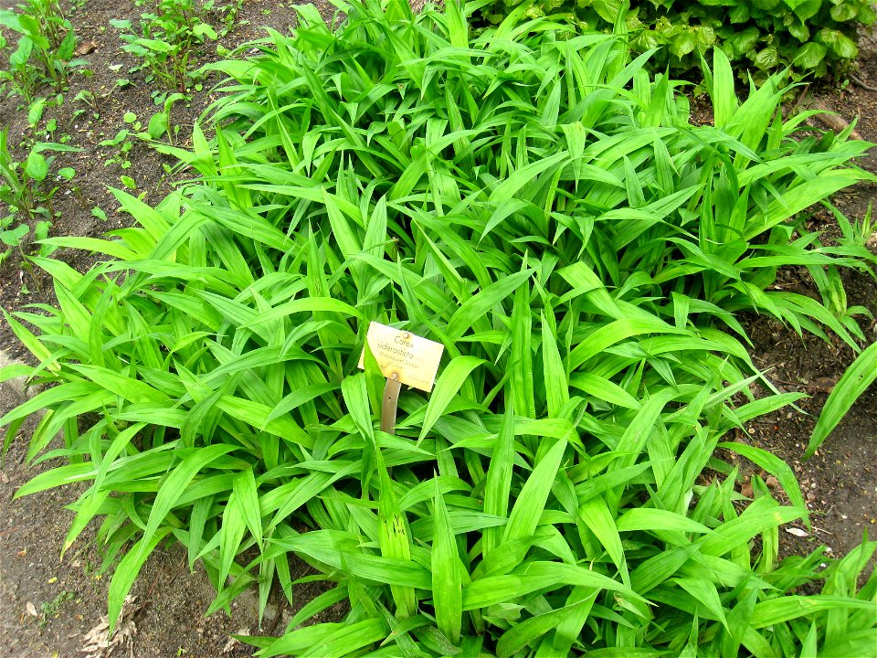 Carex siderosticta specimen in the Botanischer Garten, Berlin-Dahlem (Berlin Botanical Garden), Berlin, Germany.
