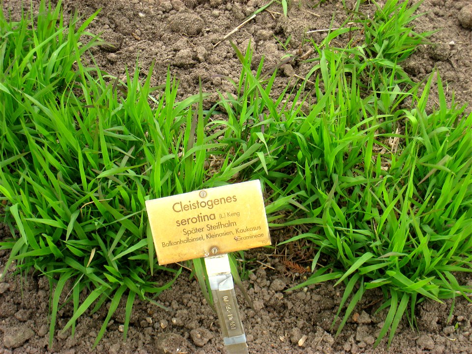 Cleistogenes serotina specimen in the Botanischer Garten, Berlin-Dahlem (Berlin Botanical Garden), Berlin, Germany.