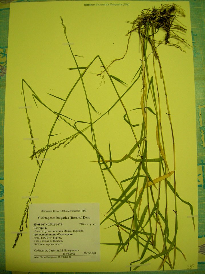 Herbarium specimen of Cleistogenes bulgarica (Gramineae)