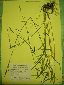 Herbarium specimen of Cleistogenes bulgarica (Gramineae)