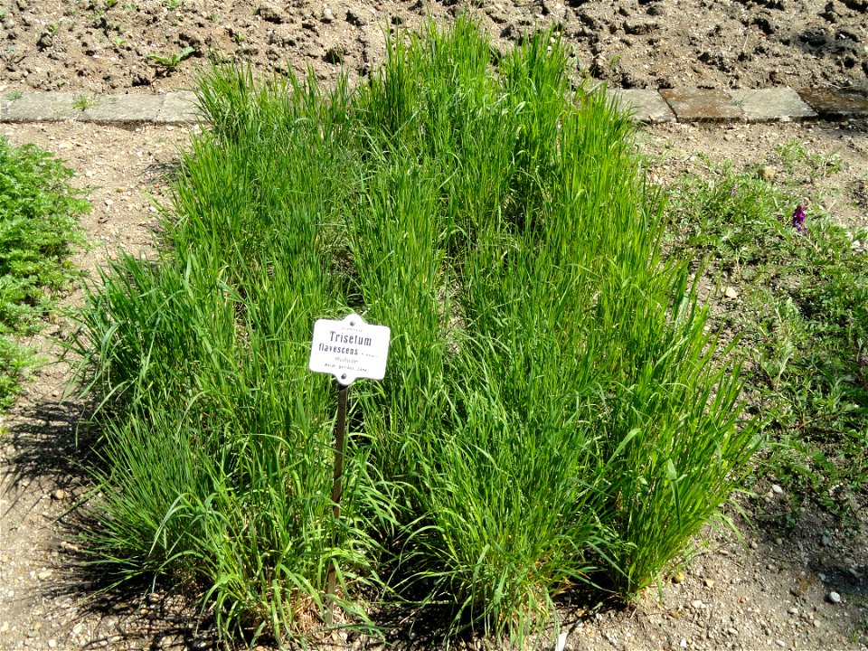 Trisetum flavescens specimen in the Botanischer Garten München-Nymphenburg, Munich, Germany.