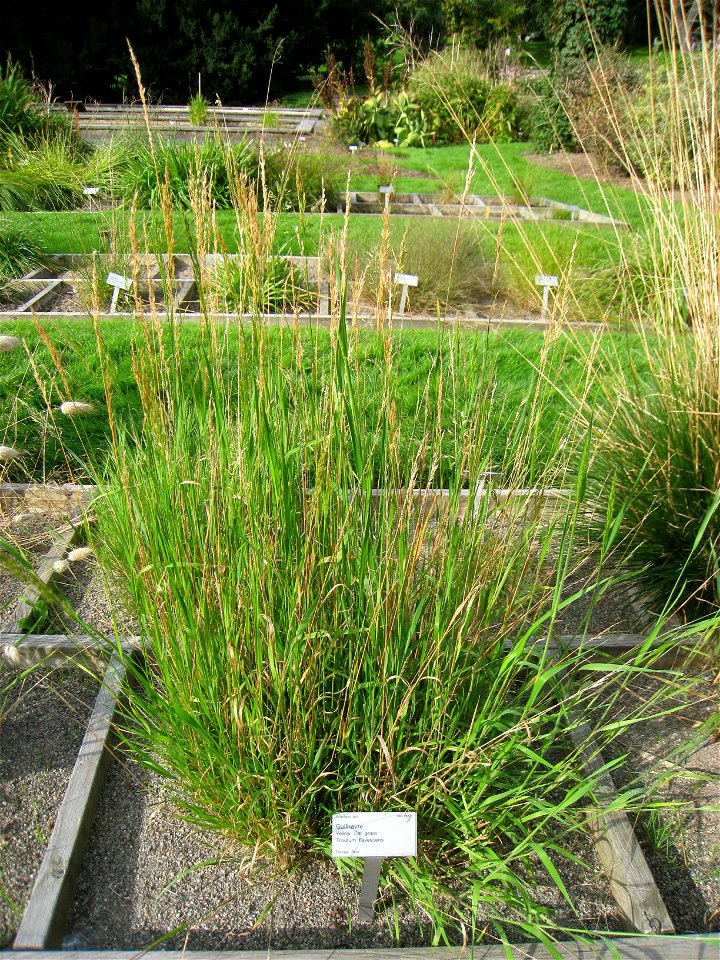 Trisetum flavescens - Oslo botanical garden, Oslo, Norway.