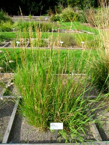 Trisetum flavescens - Oslo botanical garden, Oslo, Norway.