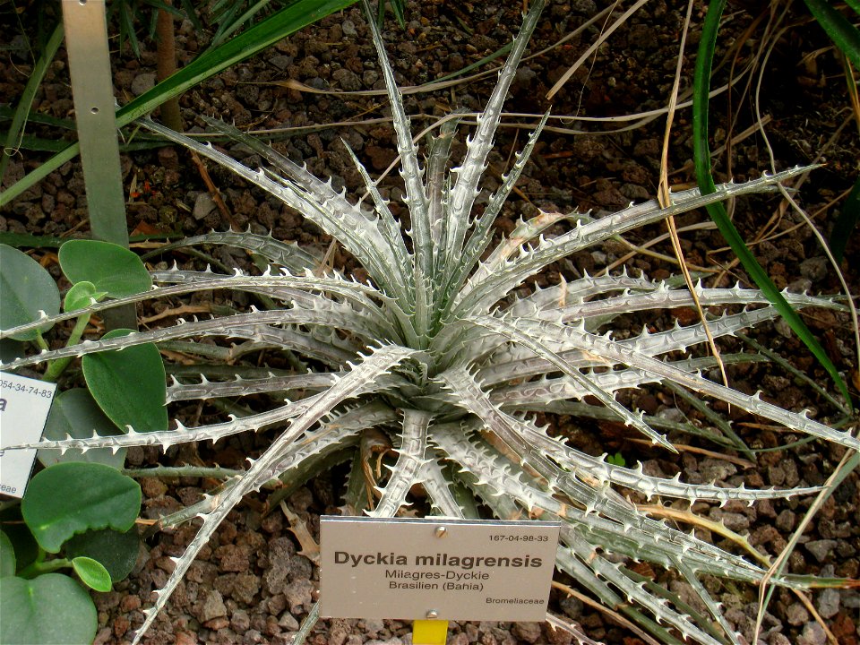 Dyckia milagrensis specimen in the Botanischer Garten, Berlin-Dahlem (Berlin Botanical Garden), Berlin, Germany.