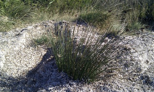 Juncus maritimus from Corsica