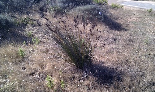 Juncus maritimus from Corsica