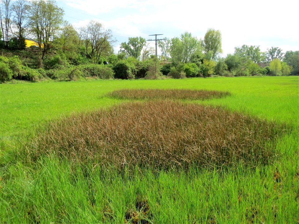 Spitzblütige Binse (Juncus acutiflorus) in den Horststückern im Landschaftsschutzgebiet Hockenheimer Rheinbogen