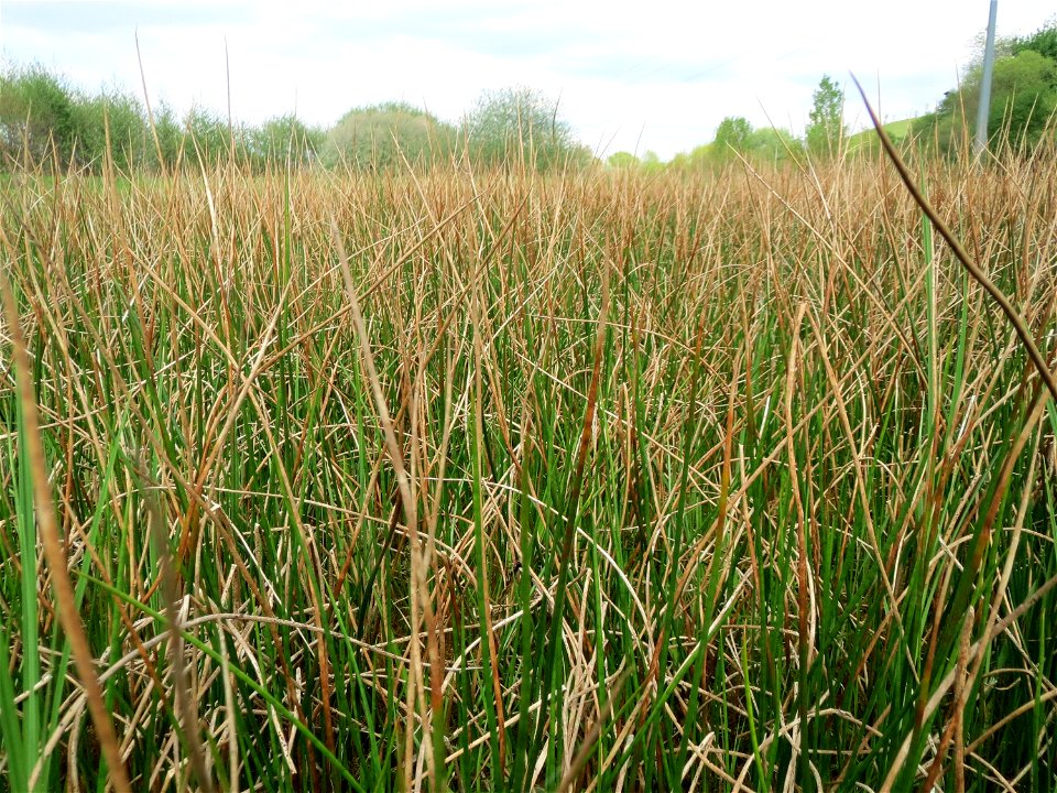 Spitzblütige Binse (Juncus acutiflorus) in den Horststückern im Landschaftsschutzgebiet Hockenheimer Rheinbogen