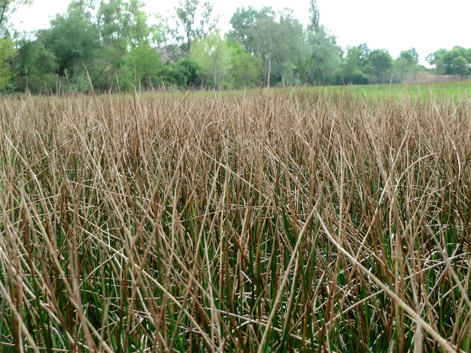 Spitzblütige Binse (Juncus acutiflorus) in den Horststückern im Landschaftsschutzgebiet Hockenheimer Rheinbogen