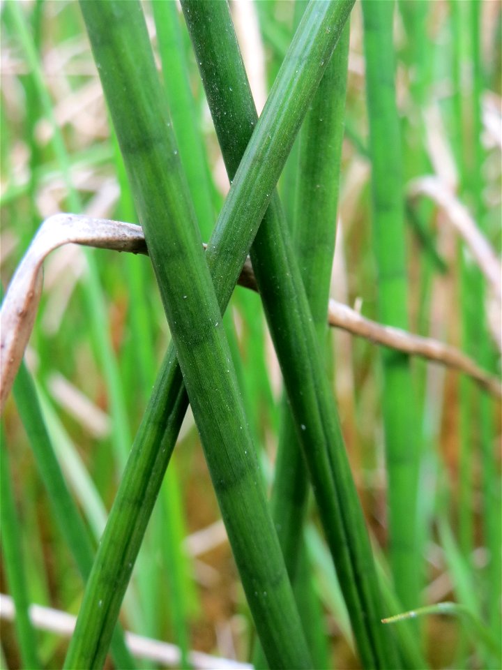 Spitzblütige Binse (Juncus acutiflorus) in den Horststückern im Landschaftsschutzgebiet Hockenheimer Rheinbogen
