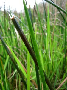 Spitzblütige Binse (Juncus acutiflorus) in den Horststückern im Landschaftsschutzgebiet Hockenheimer Rheinbogen