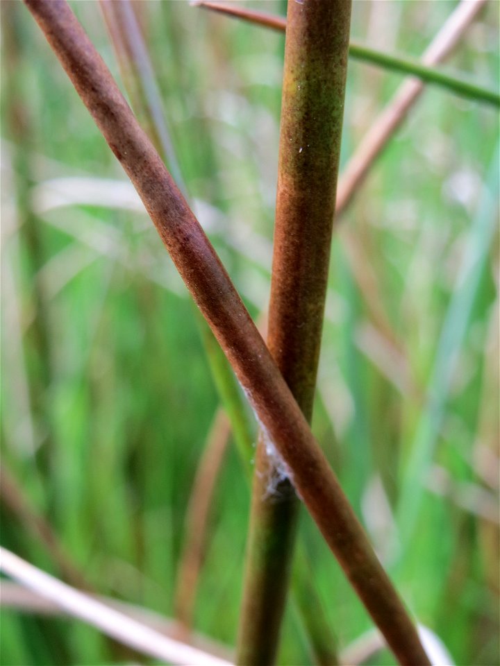 Spitzblütige Binse (Juncus acutiflorus) in den Horststückern im Landschaftsschutzgebiet Hockenheimer Rheinbogen