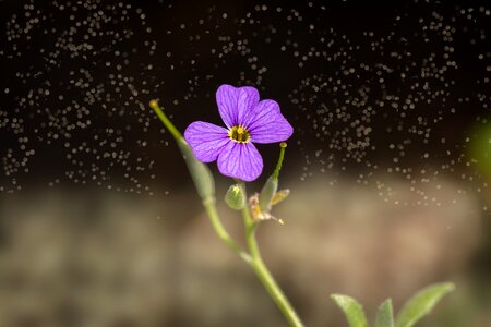 Small small flower tender photo