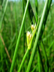 Spitzblütige Binse (Juncus acutiflorus) in den Horststückern im Landschaftsschutzgebiet Hockenheimer Rheinbogen
