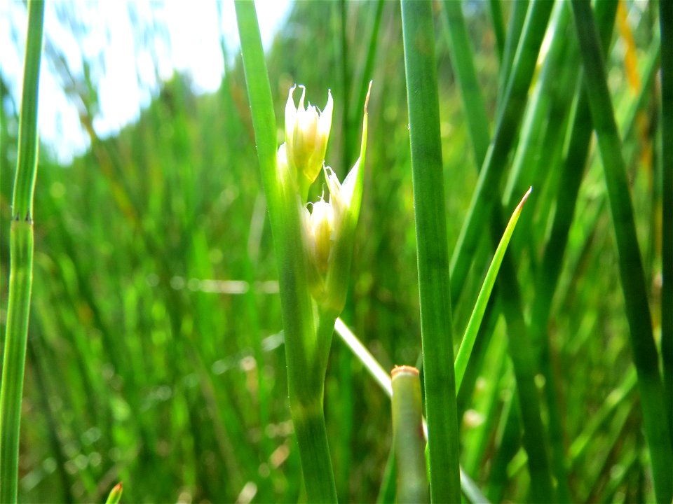 Spitzblütige Binse (Juncus acutiflorus) in den Horststückern im Landschaftsschutzgebiet Hockenheimer Rheinbogen